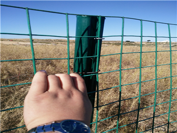 上海涂塑荷蘭網(wǎng)圍欄